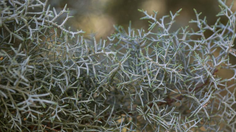 Arizona cypress leaves.