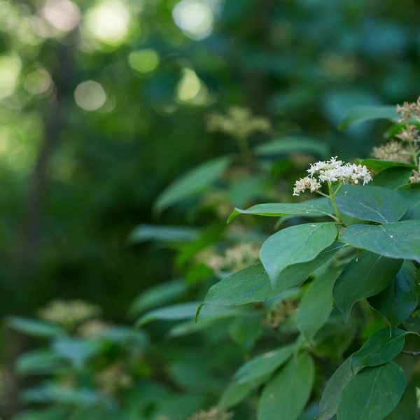 Roughleaf dogwood leaves and flowers.