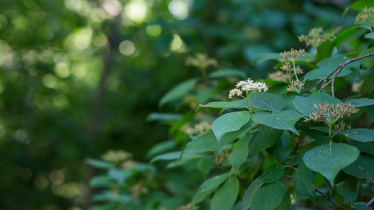 Roughleaf dogwood leaves and flowers.