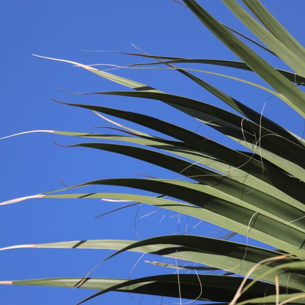 Although native to the Atlantic Coast from Florida north, Sabal Palm is much more commonly seen in Texas than the native Sabal texana, thanks to commercial plantings.