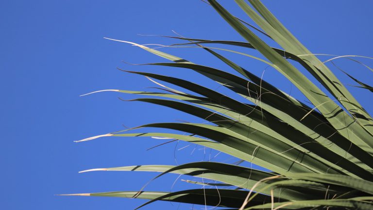 Although native to the Atlantic Coast from Florida north, Sabal Palm is much more commonly seen in Texas than the native Sabal texana, thanks to commercial plantings.