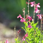 Autumn sage is a workhouse in the watersaver garden, and a Texas native plant to boot.