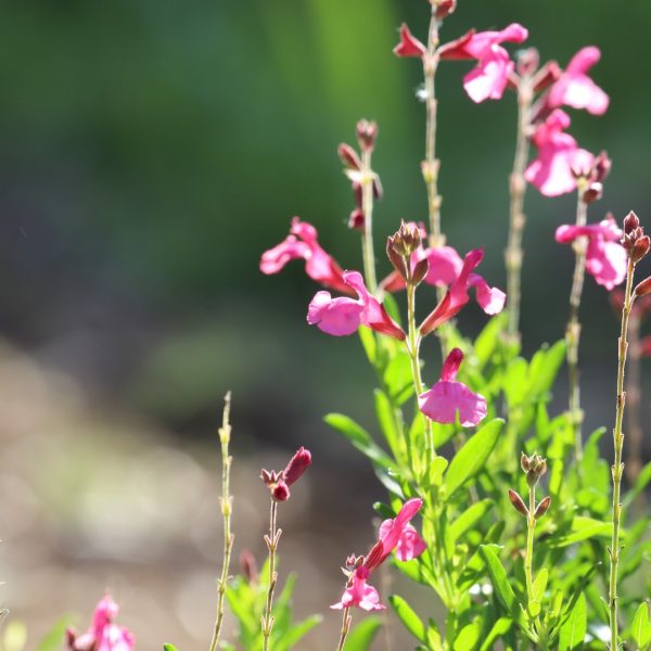 Autumn sage is a workhouse in the watersaver garden, and a Texas native plant to boot.