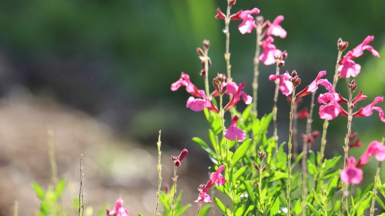 Autumn sage is a workhouse in the watersaver garden, and a Texas native plant to boot.