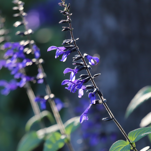 Giant blue sage is a Brazilian salvia that thrives in warm shade.