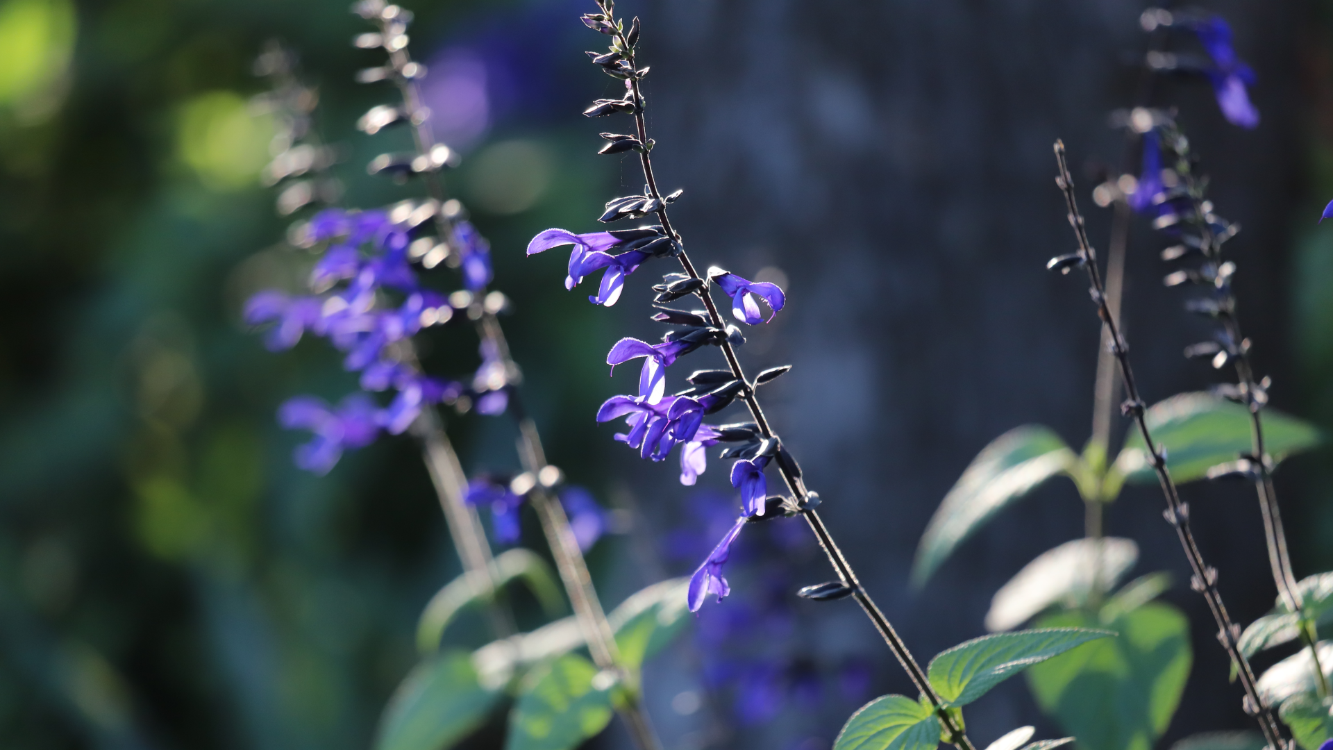 Giant blue sage is a Brazilian salvia that thrives in warm shade.