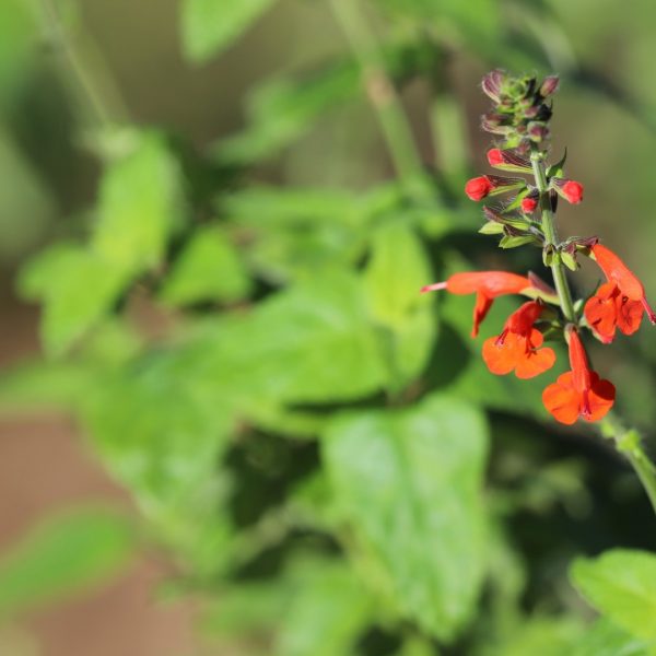 Texas-native tropical sage brightens up dark places in the landscape and attracts hummingbirds with its sweet nectar..