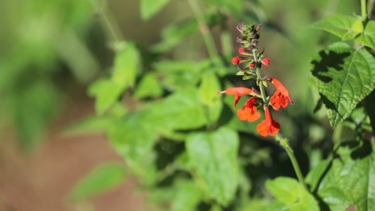 Texas-native tropical sage brightens up dark places in the landscape and attracts hummingbirds with its sweet nectar..