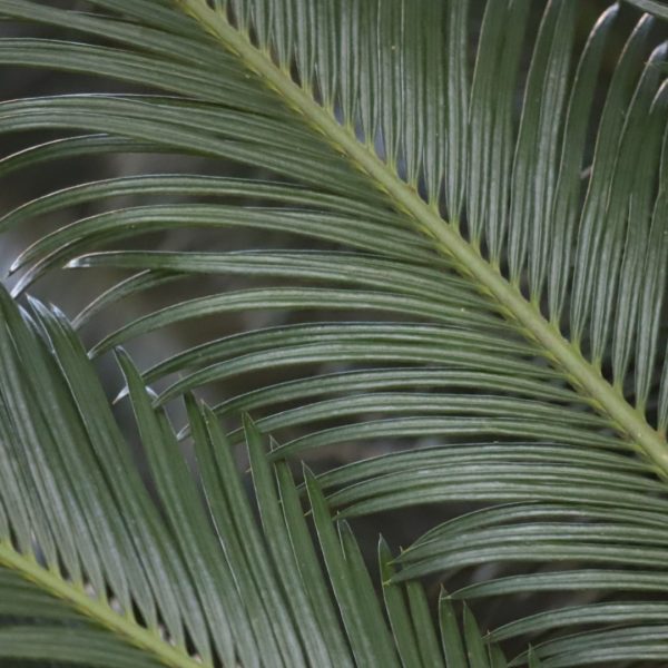 Sago palms are members of an ancient plant family that would have been familiar to the dinosaurs.