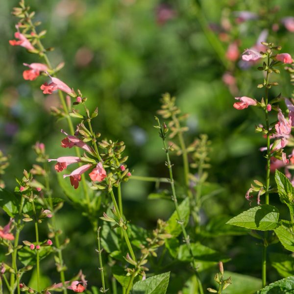 Brenthurst sage leaves and flowers.