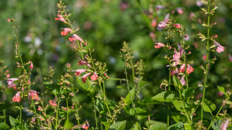 Brenthurst sage leaves and flowers.