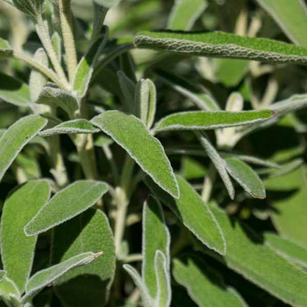 Nazareth culinary sage leaves.
