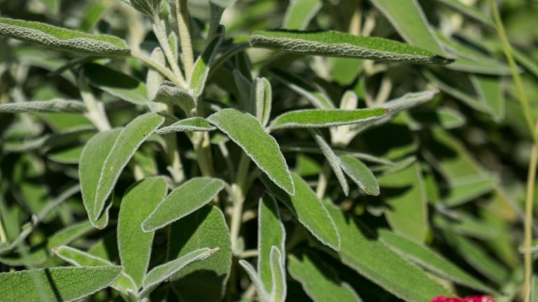 Nazareth culinary sage leaves.