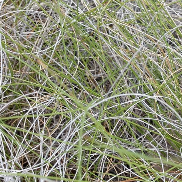Seep muhly leaves.