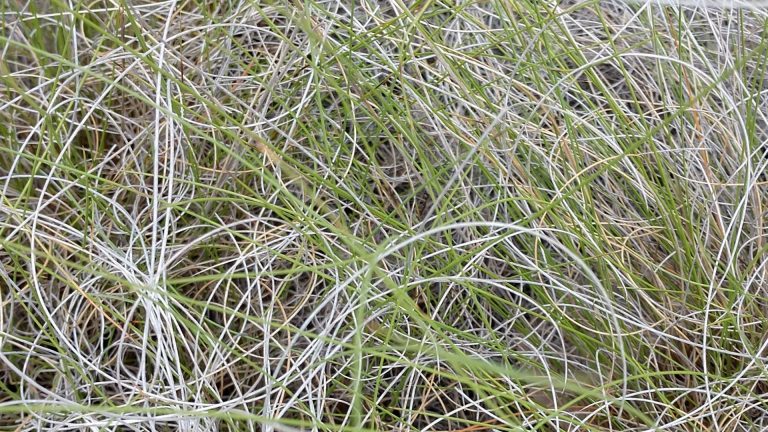 Seep muhly leaves.