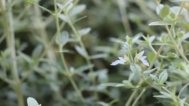 Germander leaves and flower.