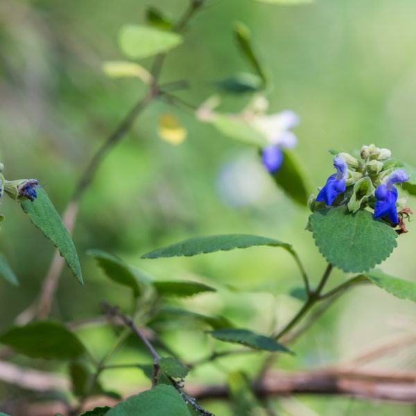 Shrubby blue sage leaves and flowers.