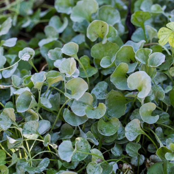 Silverleaf ponyfoot leaves