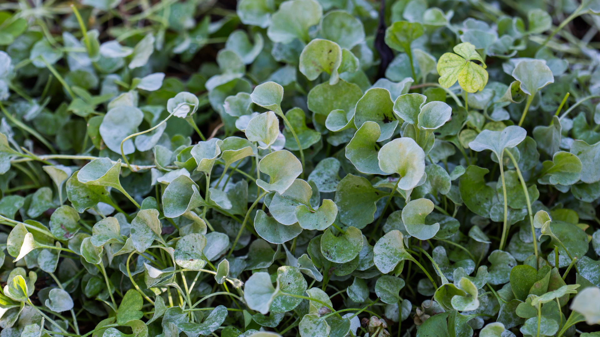 Silverleaf ponyfoot leaves