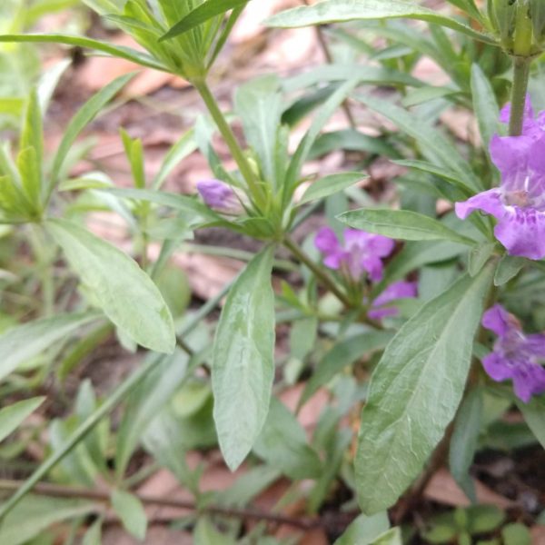 Snakeherb leaves with flowers.
