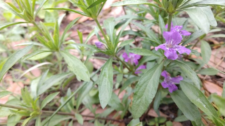 Snakeherb leaves with flowers.