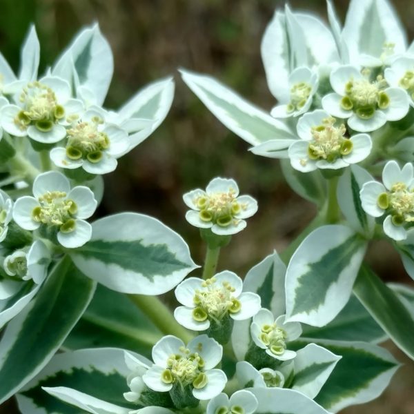 Snow-on-the-mountain leaves with flowers.