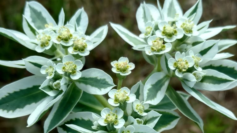 Snow-on-the-mountain leaves with flowers.