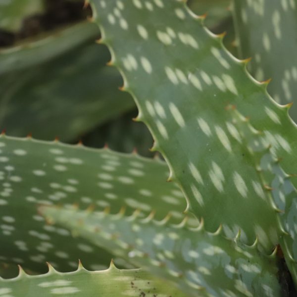Soap aloe boasts jazzily patterned leaves and tall flower stalks.