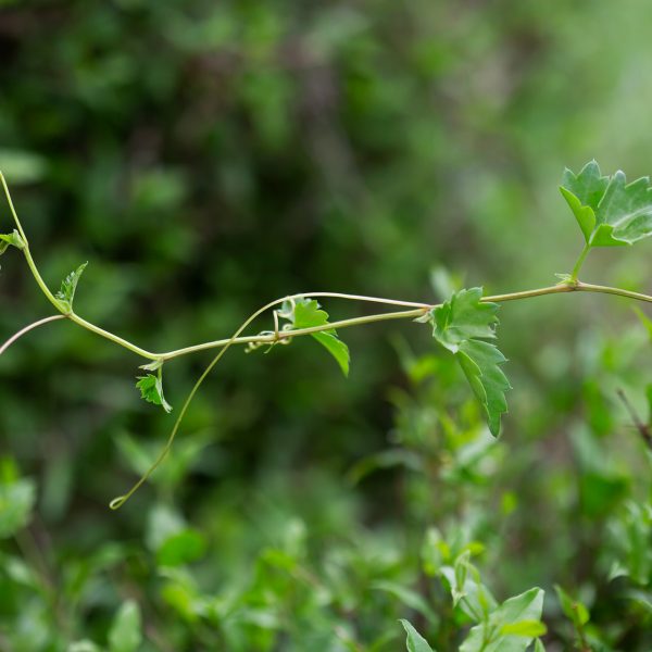 Cowitch vine's delicate spring leaves belie its pungent, foetid odor.