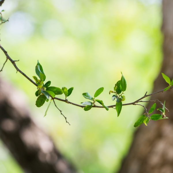 spiny-hackberry-celtis-pallida-detail_01