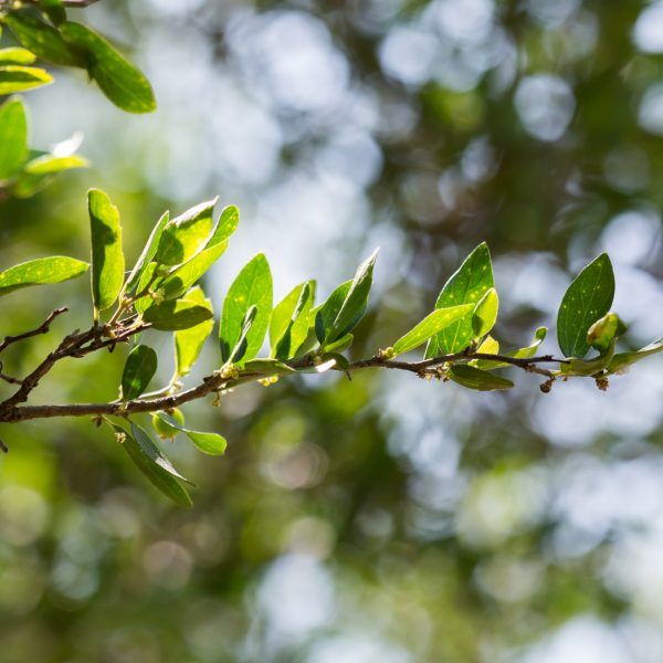 Spiny hackberry leaves.