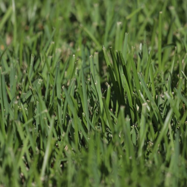 St. Augustine grass is a thick warm-season turfgrass used in moist tropical and semi-tropical locations, where it grows in thick mats that exclude weeds.