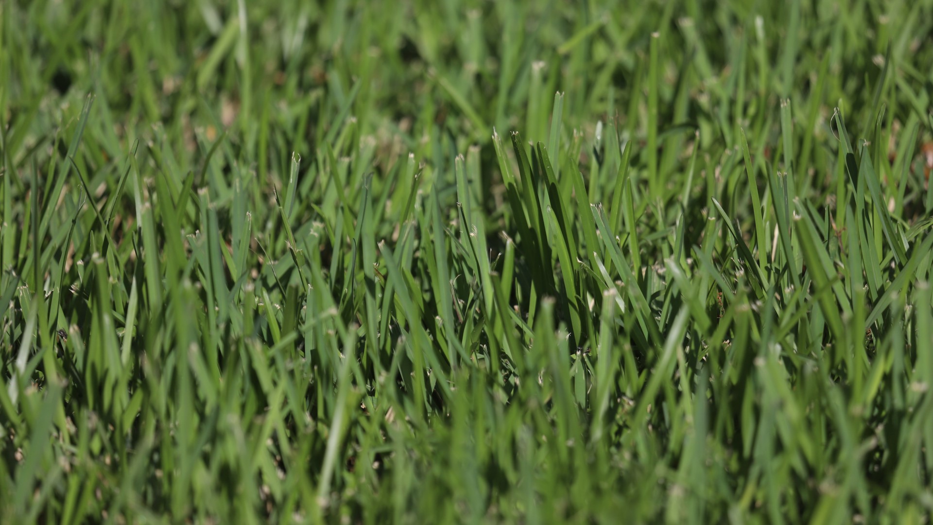 St. Augustine grass is a thick warm-season turfgrass used in moist tropical and semi-tropical locations, where it grows in thick mats that exclude weeds.