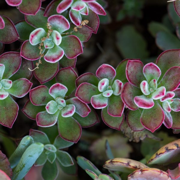 Sedum leaves.