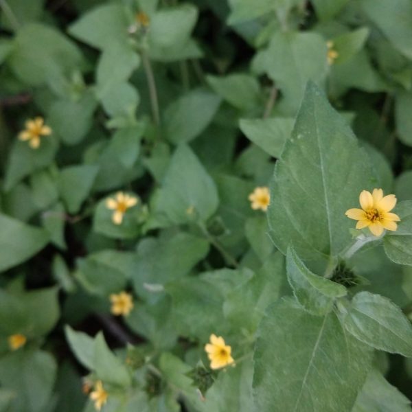 Straggler daisy leaves with flowers.