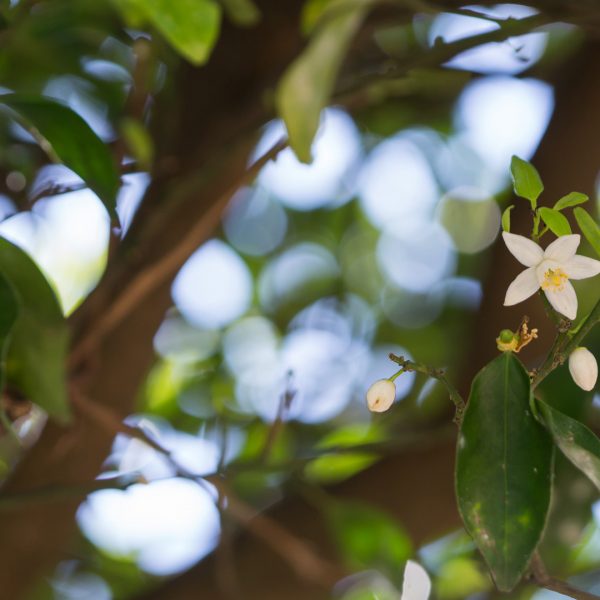 Tangerine leaves and flower