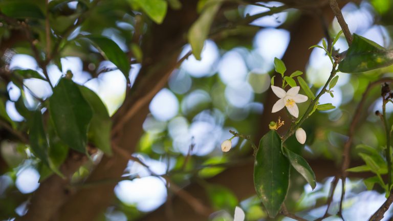 Tangerine leaves and flower
