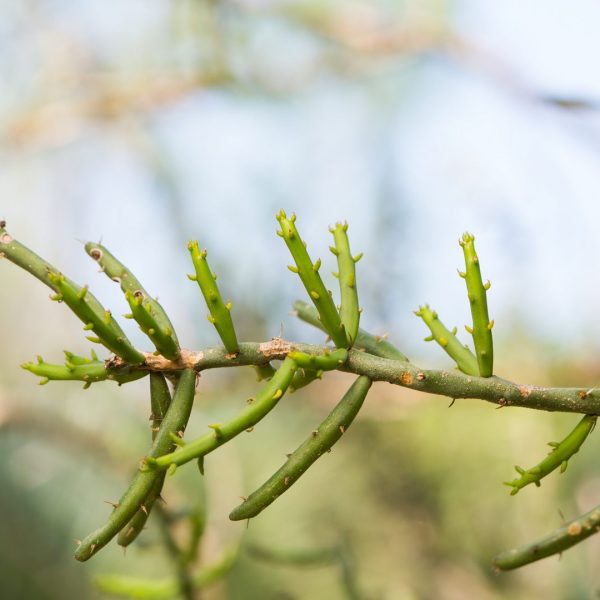 Pencil cactus leaves.