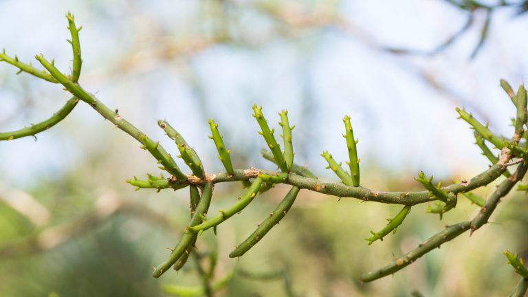 Pencil cactus leaves.
