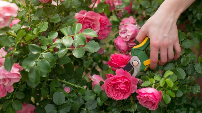 prune roses