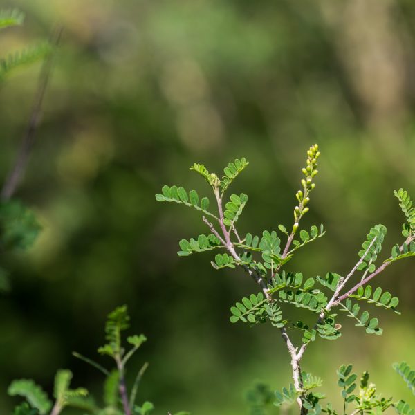 Texas kidneywood leaves.