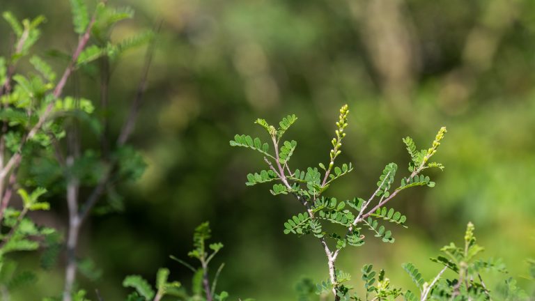 Texas kidneywood leaves.