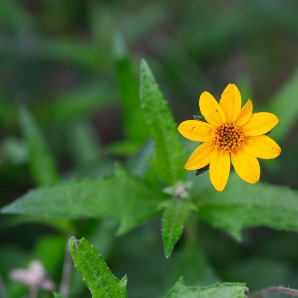 Cheerful daisy flowers brighten Texas Zexmenia all season long.