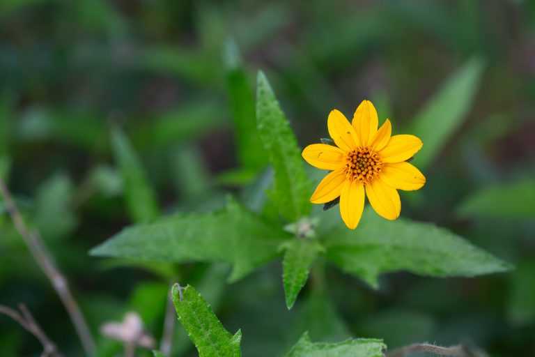 Cheerful daisy flowers brighten Texas Zexmenia all season long.