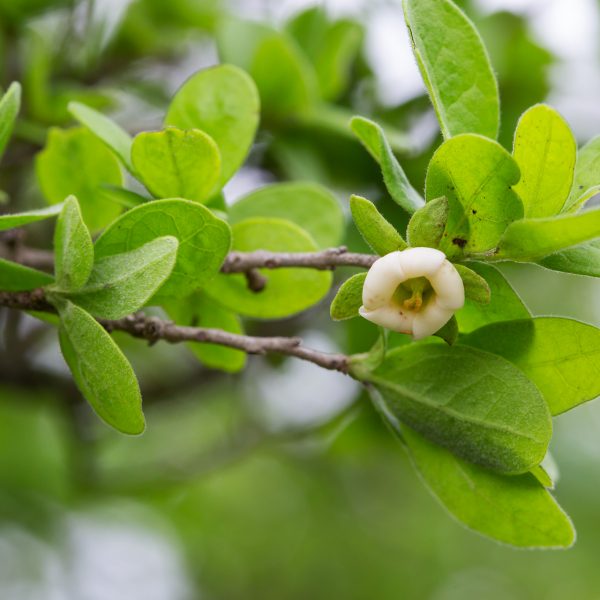 A spring persimmon flower, which by mid-summer will bear plump fruit.