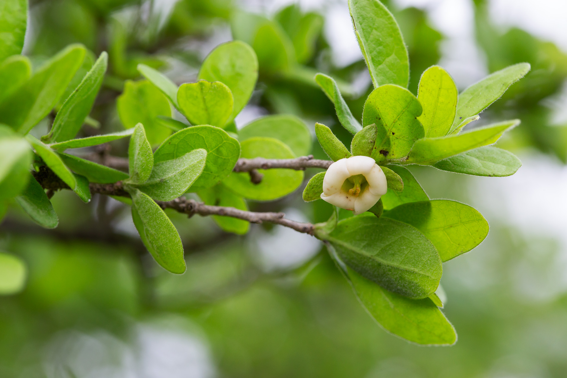 A spring persimmon flower, which by mid-summer will bear plump fruit.