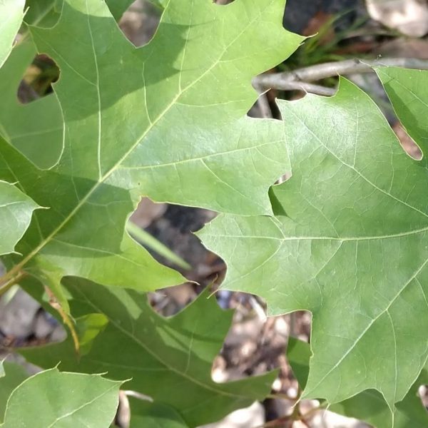 Texas red oak leaves.