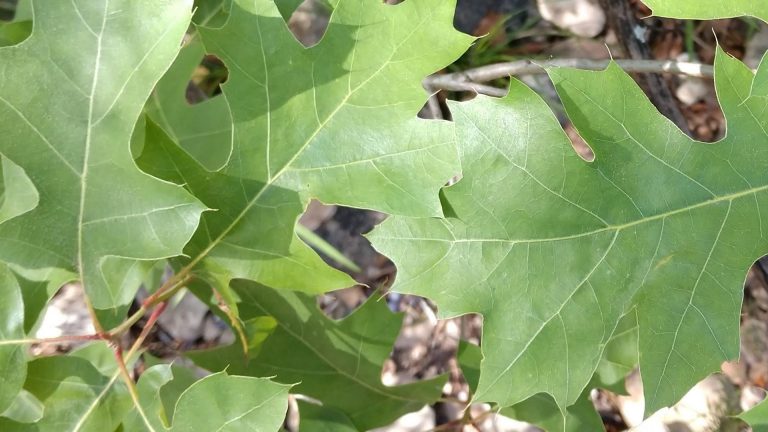 Texas red oak leaves.