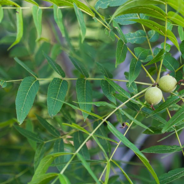 Little walnut leaves and nuts.