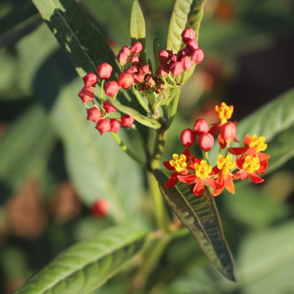 Tropical milkweed leaves and flowers.